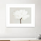 Peony 11 by Pictufy Studio III on GIANT ART - photography flower