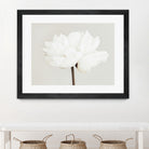 Peony 11 by Pictufy Studio III on GIANT ART - photography flower