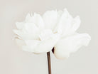 Peony 11 by Pictufy Studio III on GIANT ART - photography flower