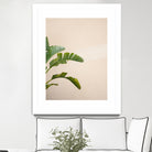 Cannes Banana Plant by Raisa on GIANT ART - photography banana