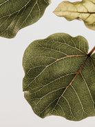 Abutifolia No2 by Shot on GIANT ART - photography still life