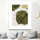 Abutifolia No2 by Shot on GIANT ART - photography still life