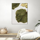 Abutifolia No2 by Shot on GIANT ART - photography still life