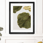 Abutifolia No2 by Shot on GIANT ART - photography still life