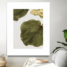 Abutifolia No2 by Shot on GIANT ART - photography still life