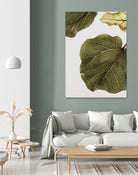 Abutifolia No2 by Shot on GIANT ART - photography still life