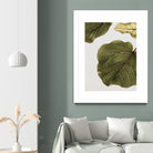 Abutifolia No2 by Shot on GIANT ART - photography still life