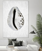 Spring Tide by Shot by Clint on GIANT ART - macro seashell art