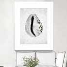 Spring Tide by Shot by Clint on GIANT ART - macro seashell art