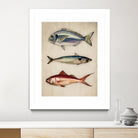 Trio of Ocean Life by Emel Tunaboylu on GIANT ART - animals vintage fish illustration
