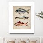 Trio of Ocean Life by Emel Tunaboylu on GIANT ART - animals vintage fish illustration