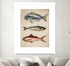 Trio of Ocean Life by Emel Tunaboylu on GIANT ART - animals vintage fish illustration