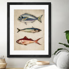 Trio of Ocean Life by Emel Tunaboylu on GIANT ART - animals vintage fish illustration