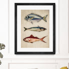 Trio of Ocean Life by Emel Tunaboylu on GIANT ART - animals vintage fish illustration