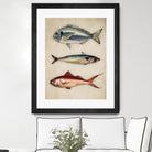Trio of Ocean Life by Emel Tunaboylu on GIANT ART - animals vintage fish illustration