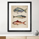Trio of Ocean Life by Emel Tunaboylu on GIANT ART - animals vintage fish illustration