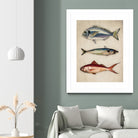 Trio of Ocean Life by Emel Tunaboylu on GIANT ART - animals vintage fish illustration