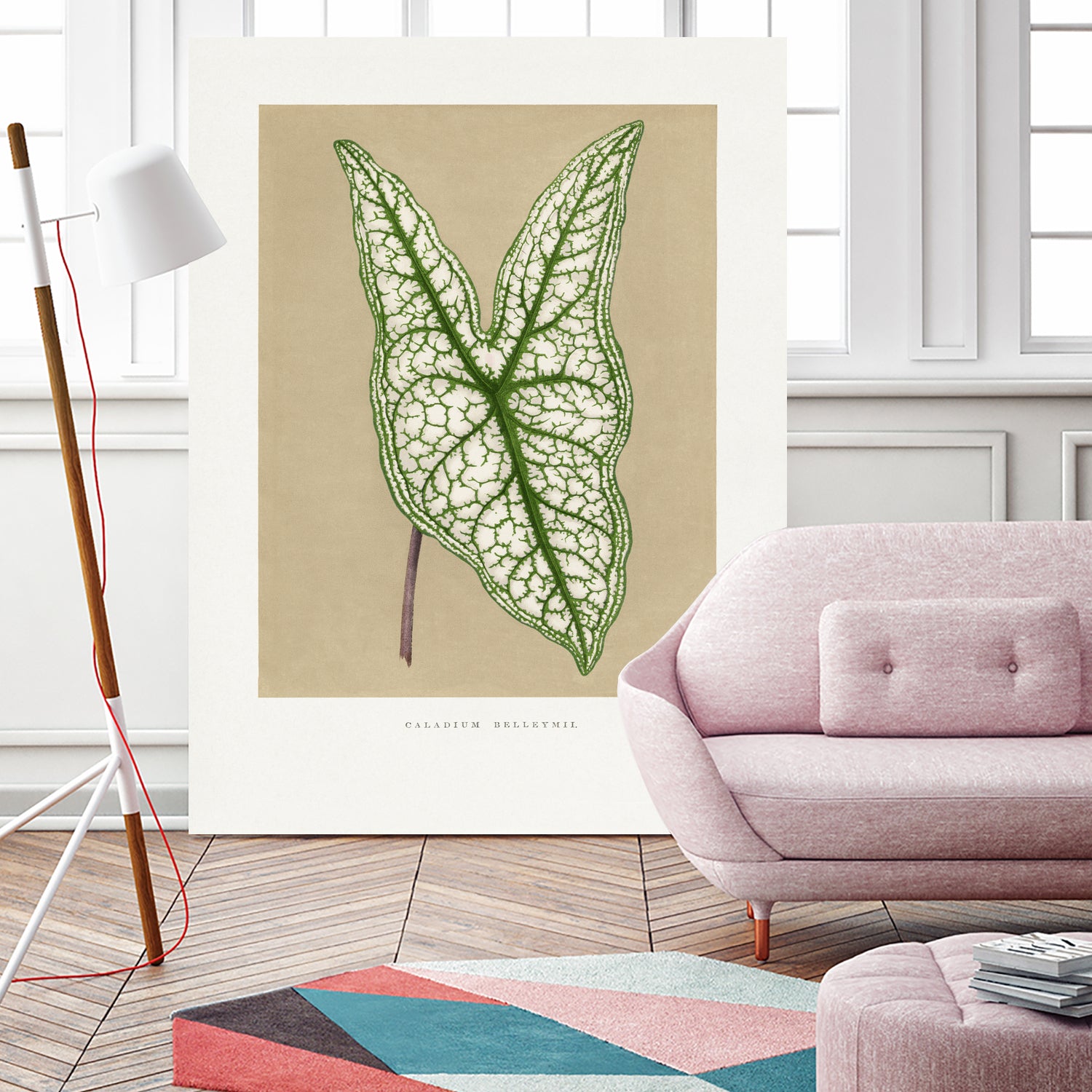 Green Caladium Belleymii Leaf Illustration by Les Plantes a on GIANT ART - flowers and plants vintage botanical