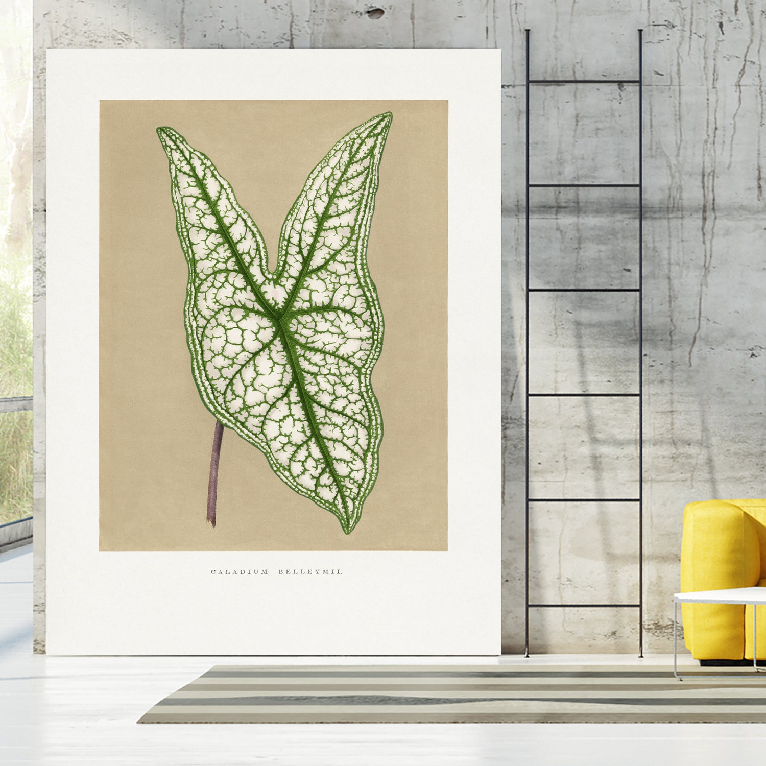 Green Caladium Belleymii Leaf Illustration by Les Plantes a on GIANT ART - flowers and plants vintage botanical