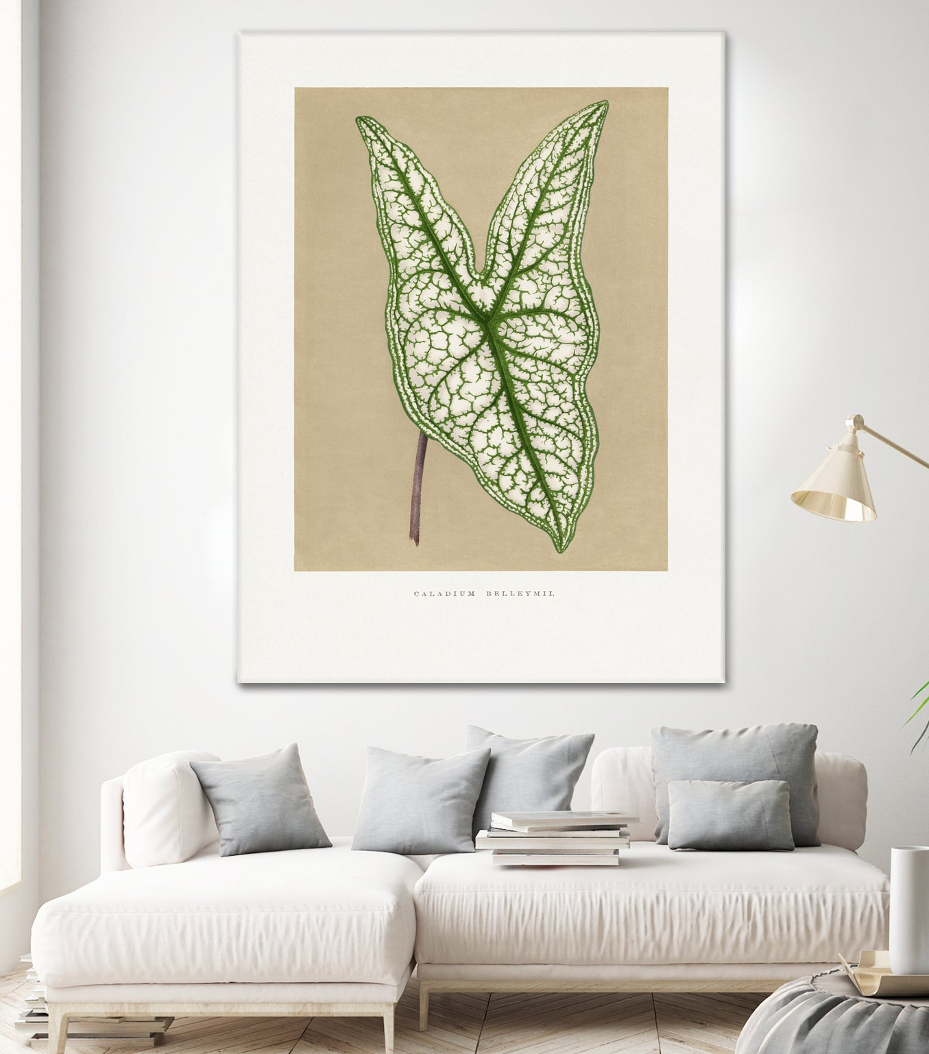 Green Caladium Belleymii Leaf Illustration by Les Plantes a on GIANT ART - flowers and plants vintage botanical