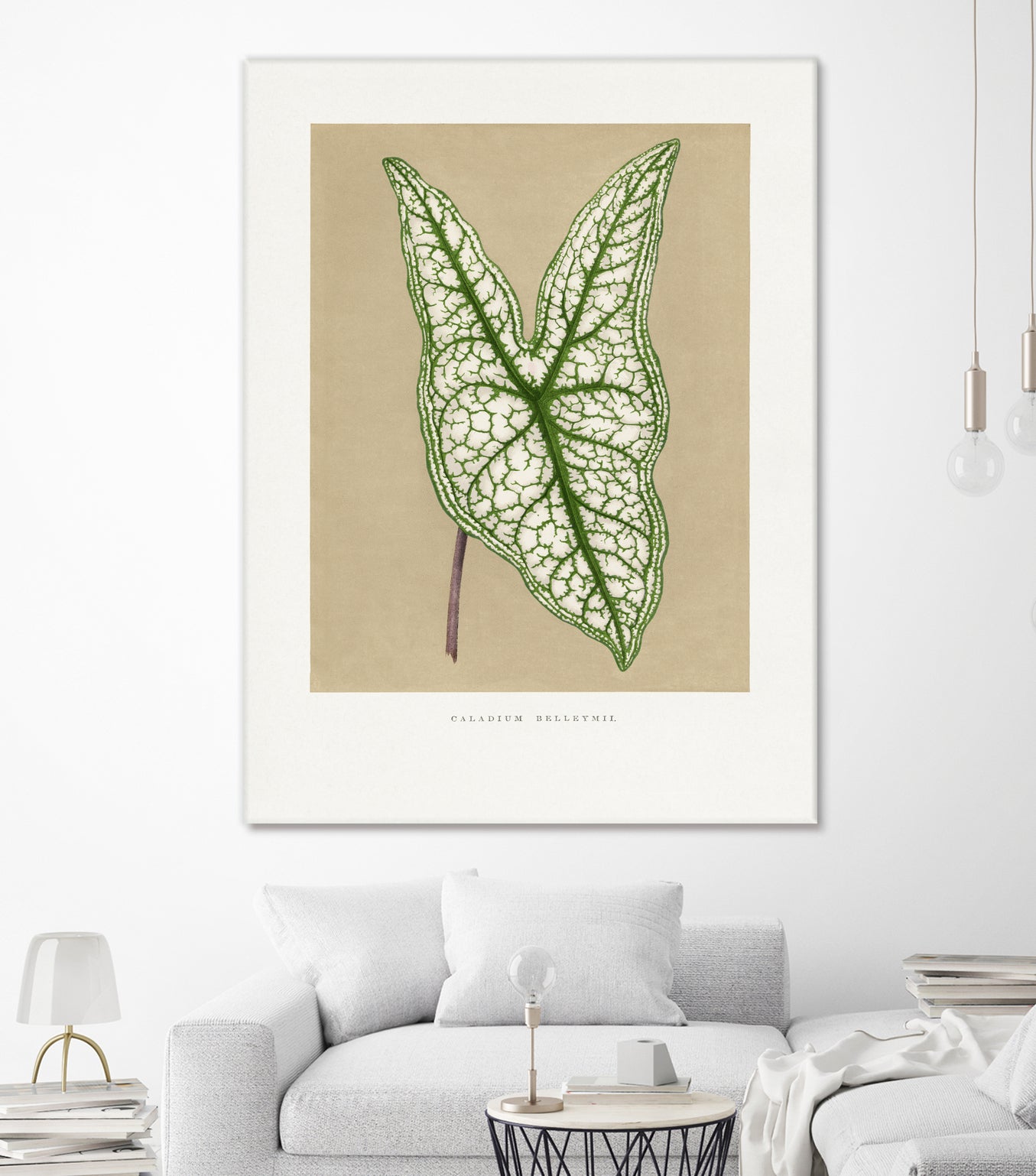 Green Caladium Belleymii Leaf Illustration by Les Plantes a on GIANT ART - flowers and plants vintage botanical