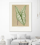 Green Caladium Belleymii Leaf Illustration by Les Plantes a on GIANT ART - flowers and plants vintage botanical