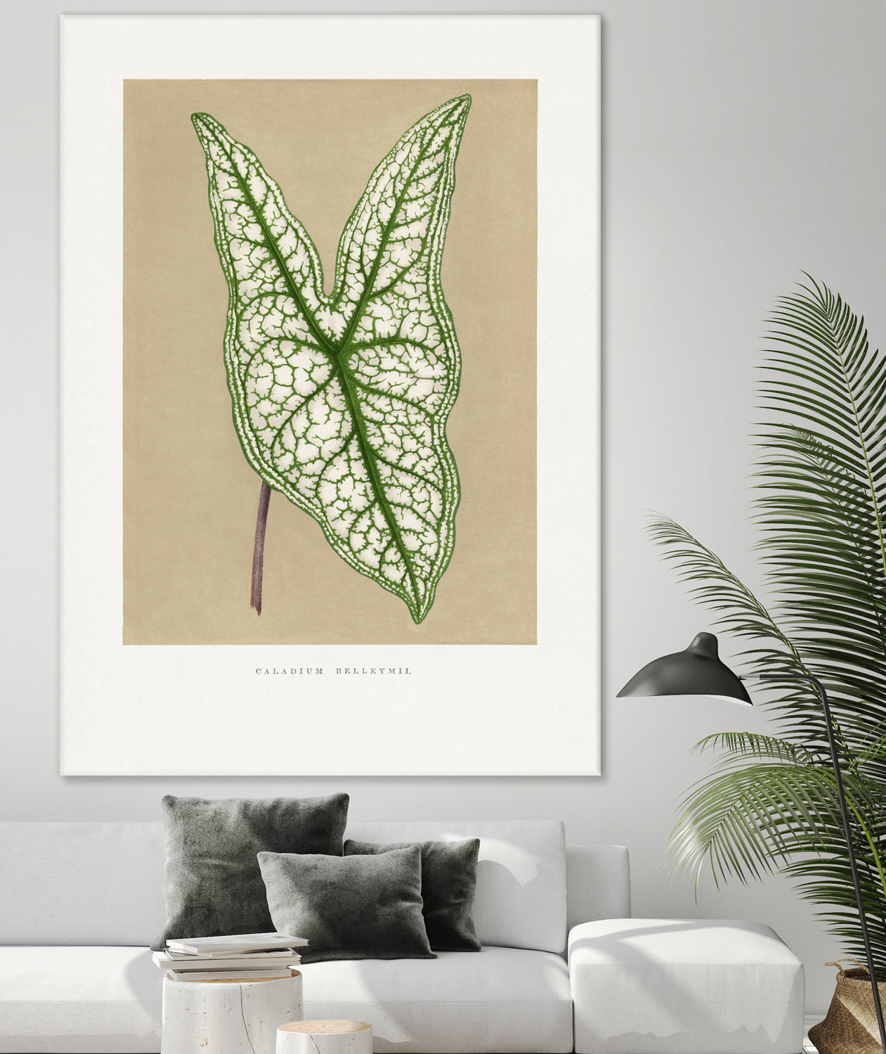 Green Caladium Belleymii Leaf Illustration by Les Plantes a on GIANT ART - flowers and plants vintage botanical