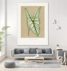 Green Caladium Belleymii Leaf Illustration by Les Plantes a on GIANT ART - flowers and plants vintage botanical