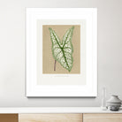 Green Caladium Belleymii Leaf Illustration by Les Plantes a on GIANT ART - flowers and plants vintage botanical