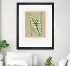 Green Caladium Belleymii Leaf Illustration by Les Plantes a on GIANT ART - flowers and plants vintage botanical