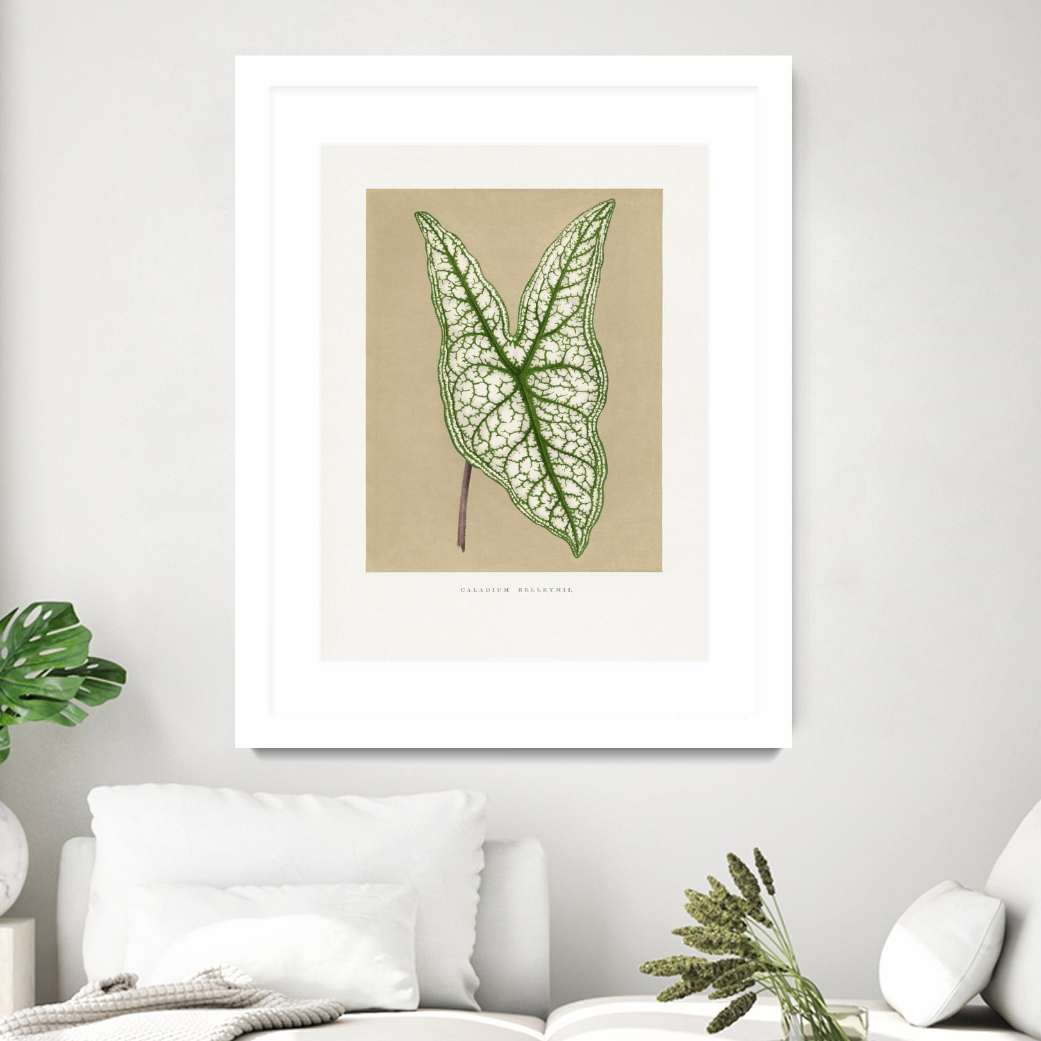 Green Caladium Belleymii Leaf Illustration by Les Plantes a on GIANT ART - flowers and plants vintage botanical