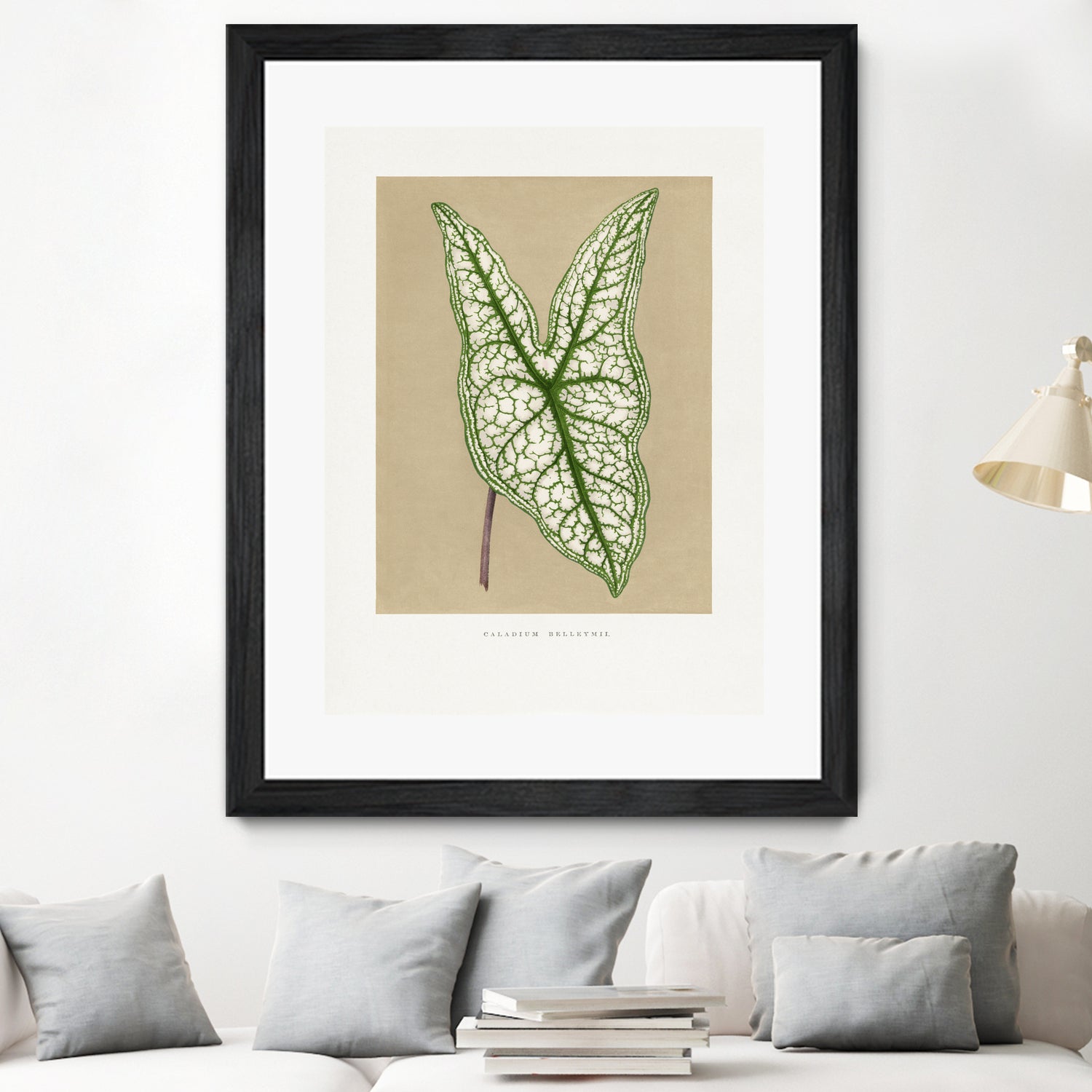 Green Caladium Belleymii Leaf Illustration by Les Plantes a on GIANT ART - flowers and plants vintage botanical