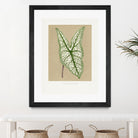 Green Caladium Belleymii Leaf Illustration by Les Plantes a on GIANT ART - flowers and plants vintage botanical