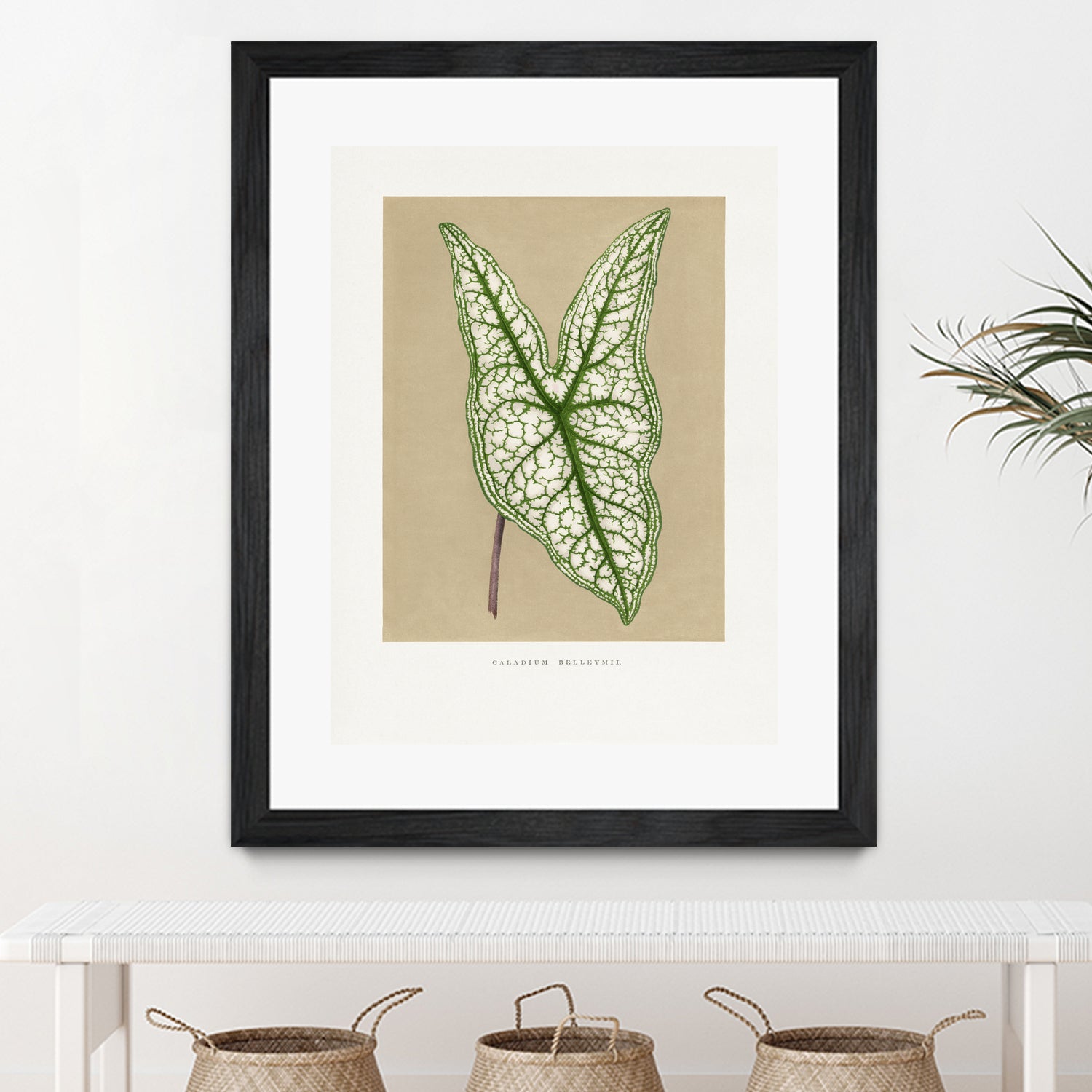 Green Caladium Belleymii Leaf Illustration by Les Plantes a on GIANT ART - flowers and plants vintage botanical