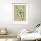 Green Caladium Belleymii Leaf Illustration by Les Plantes a on GIANT ART - flowers and plants vintage botanical