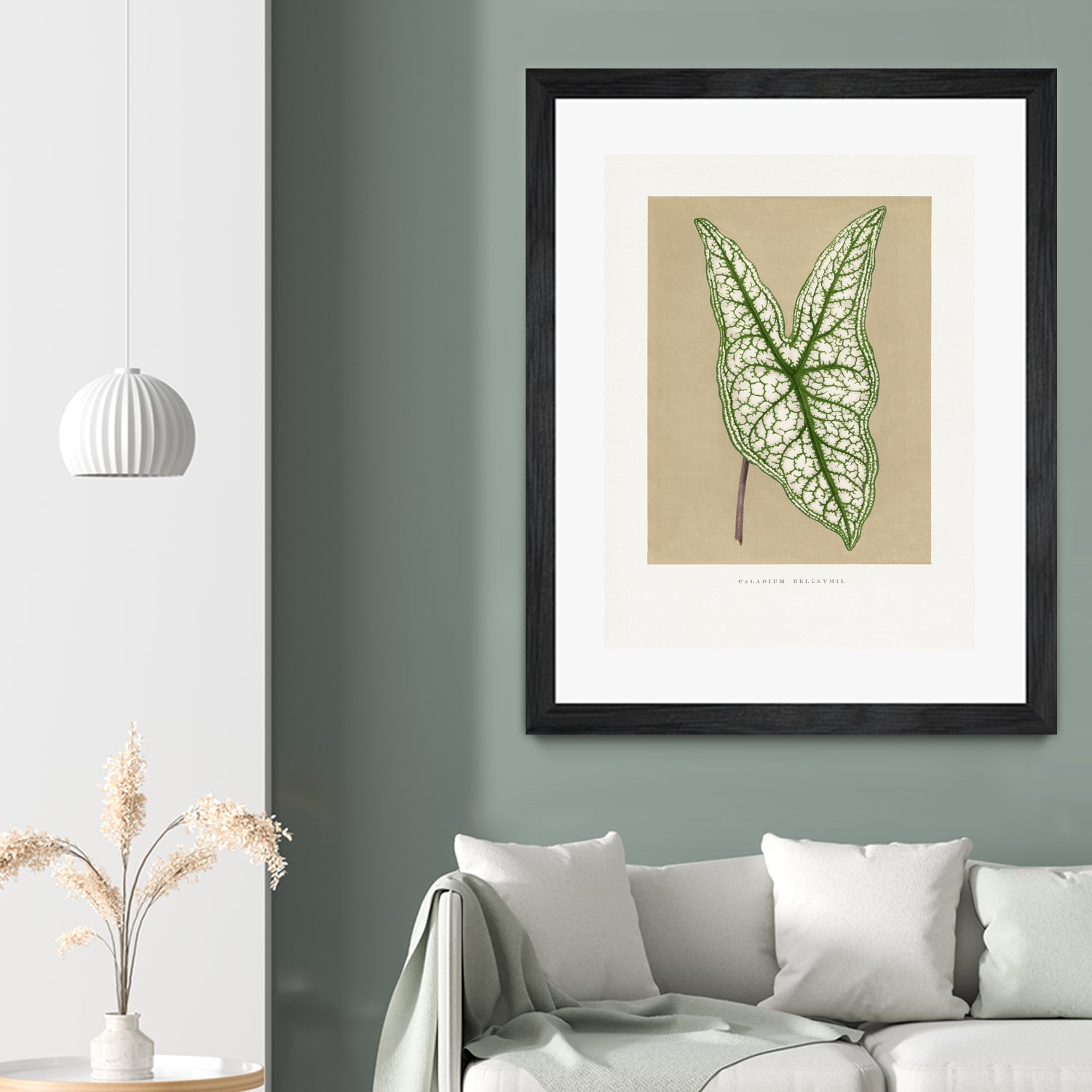 Green Caladium Belleymii Leaf Illustration by Les Plantes a on GIANT ART - flowers and plants vintage botanical