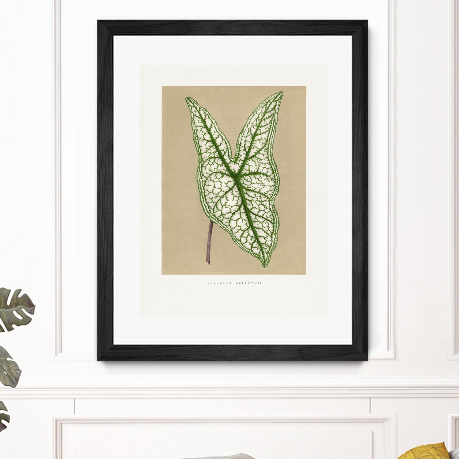 Green Caladium Belleymii Leaf Illustration by Les Plantes a on GIANT ART - flowers and plants vintage botanical
