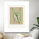Green Caladium Belleymii Leaf Illustration by Les Plantes a on GIANT ART - flowers and plants vintage botanical