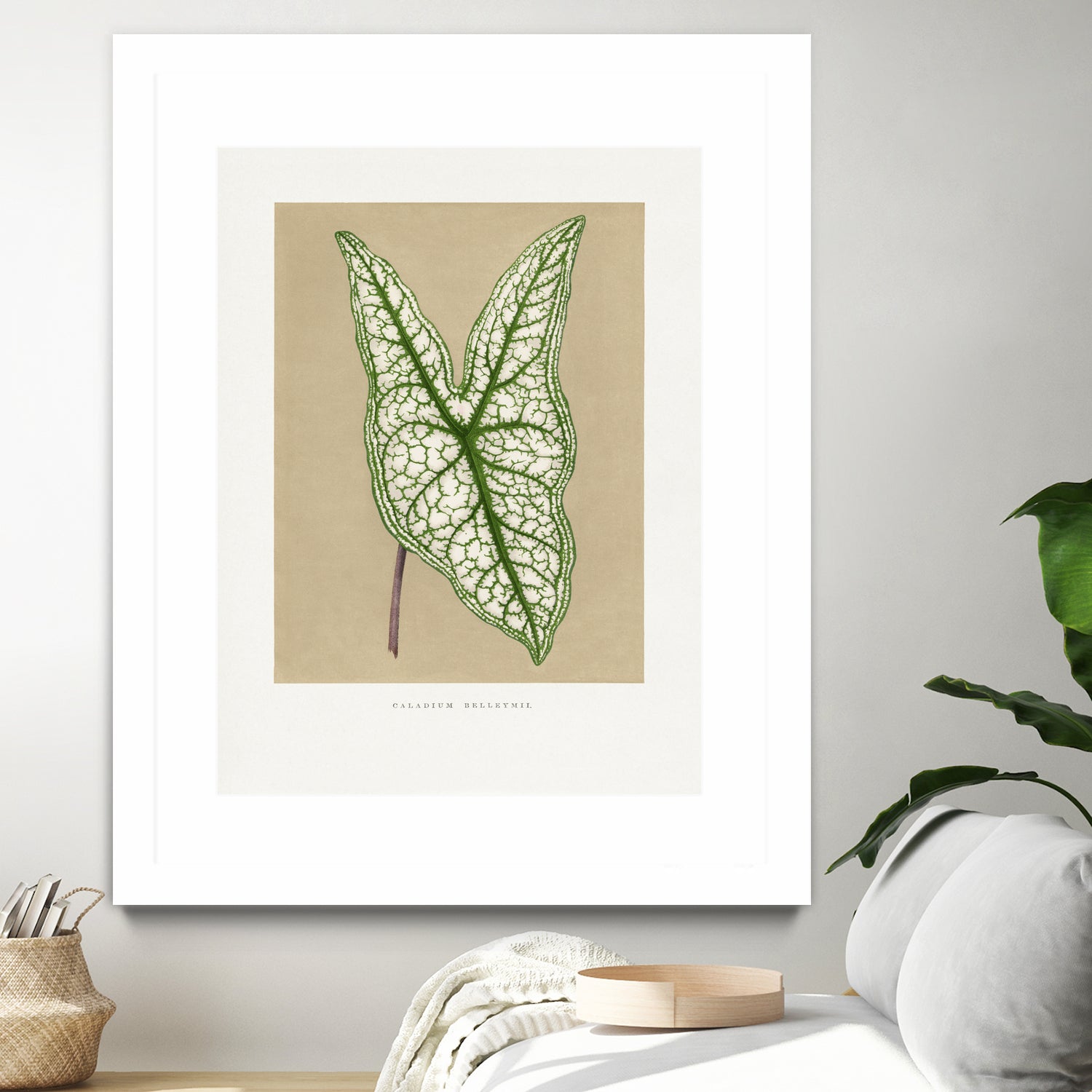 Green Caladium Belleymii Leaf Illustration by Les Plantes a on GIANT ART - flowers and plants vintage botanical
