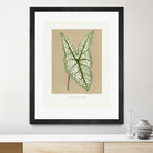 Green Caladium Belleymii Leaf Illustration by Les Plantes a on GIANT ART - flowers and plants vintage botanical