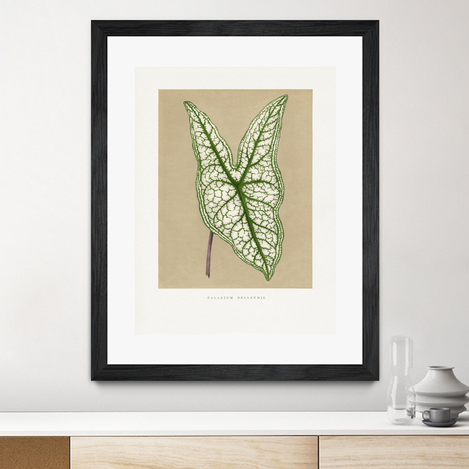Green Caladium Belleymii Leaf Illustration by Les Plantes a on GIANT ART - flowers and plants vintage botanical