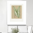 Green Caladium Belleymii Leaf Illustration by Les Plantes a on GIANT ART - flowers and plants vintage botanical