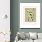 Green Caladium Belleymii Leaf Illustration by Les Plantes a on GIANT ART - flowers and plants vintage botanical