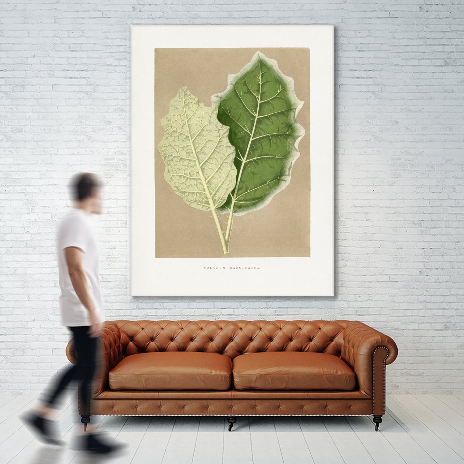 Green Solanum Marginatum Leaf Illustration by Les Plantes a on GIANT ART - flowers and plants vintage botanical