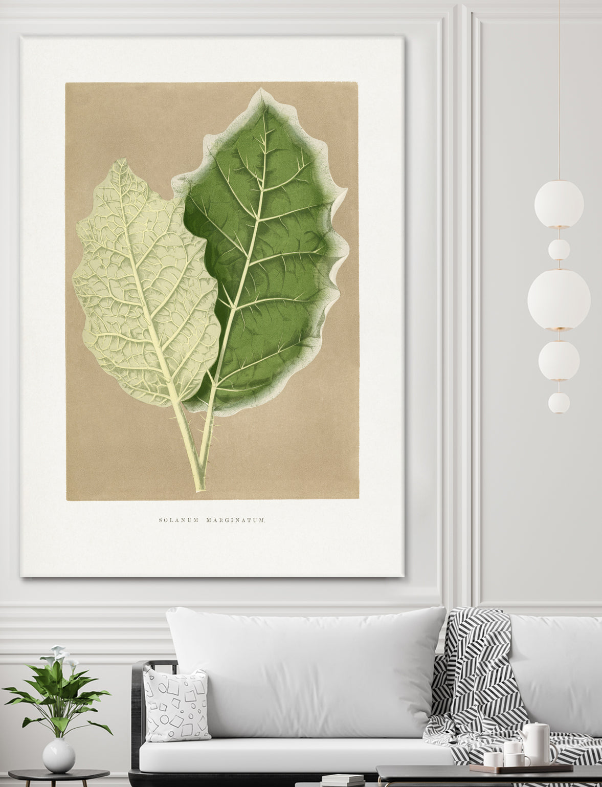 Green Solanum Marginatum Leaf Illustration by Les Plantes a on GIANT ART - flowers and plants vintage botanical