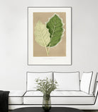 Green Solanum Marginatum Leaf Illustration by Les Plantes a on GIANT ART - flowers and plants vintage botanical