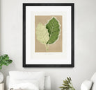 Green Solanum Marginatum Leaf Illustration by Les Plantes a on GIANT ART - flowers and plants vintage botanical