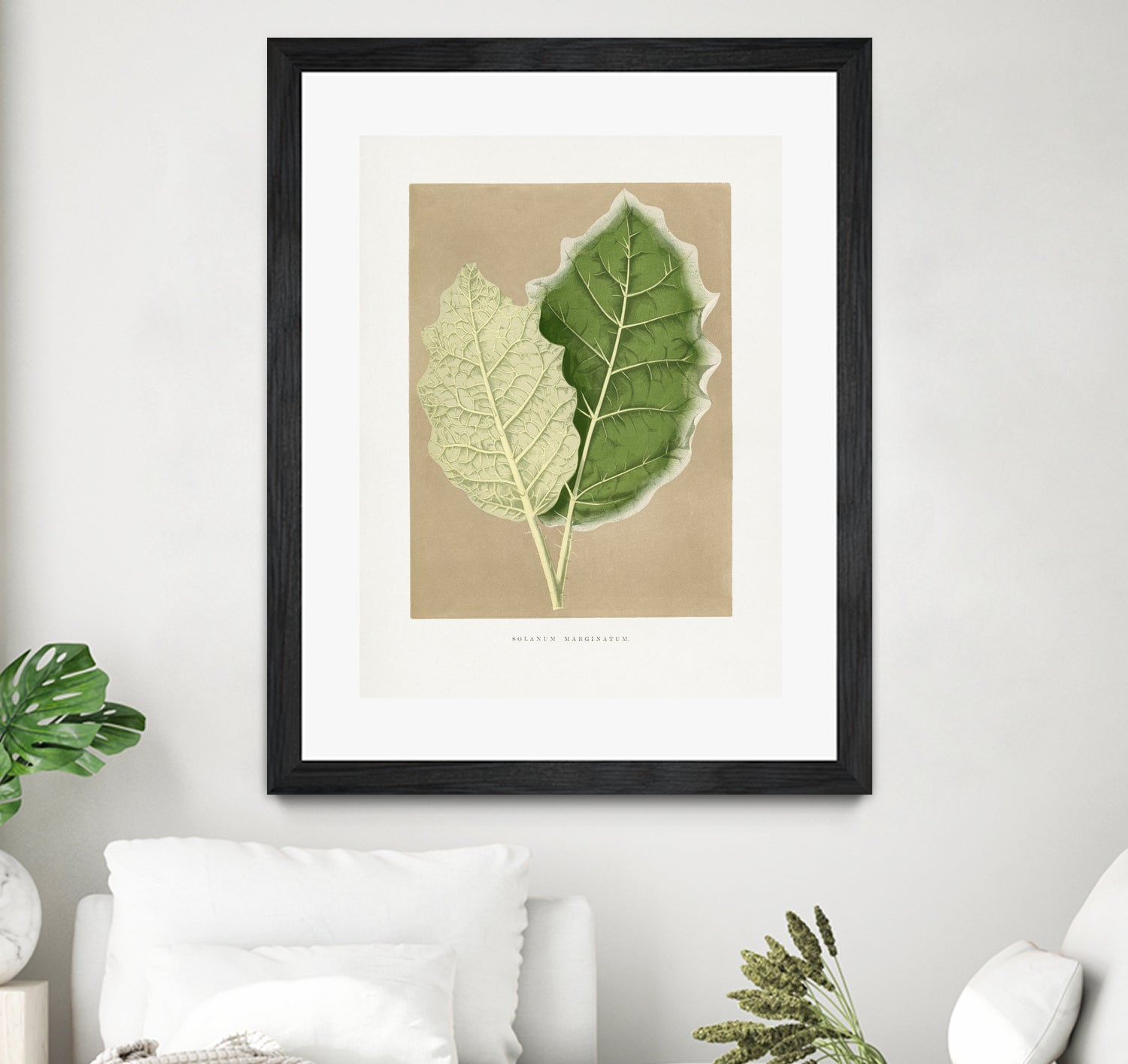 Green Solanum Marginatum Leaf Illustration by Les Plantes a on GIANT ART - flowers and plants vintage botanical
