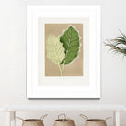 Green Solanum Marginatum Leaf Illustration by Les Plantes a on GIANT ART - flowers and plants vintage botanical