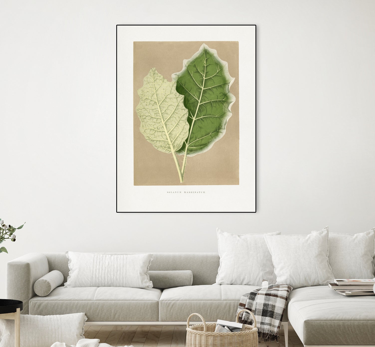 Green Solanum Marginatum Leaf Illustration by Les Plantes a on GIANT ART - flowers and plants vintage botanical